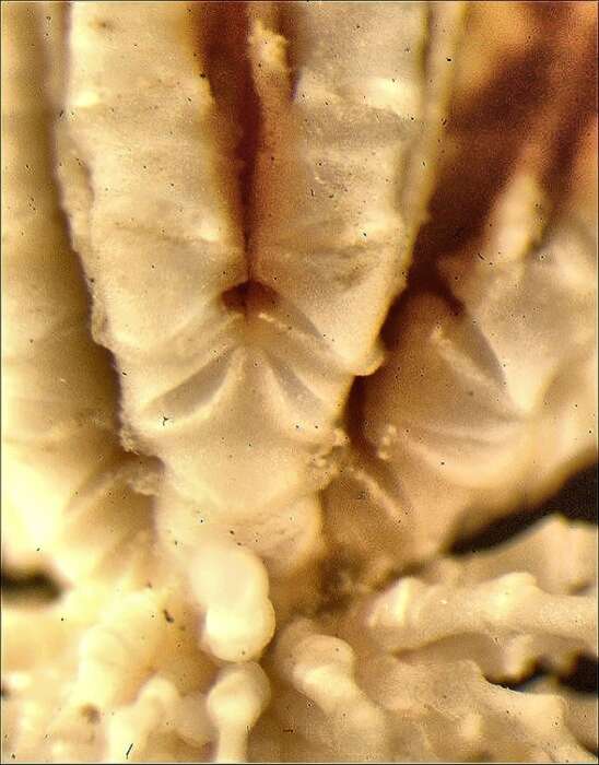 Image of Trichometra delicata AH Clark 1911