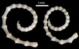 Sivun Trichometra delicata AH Clark 1911 kuva