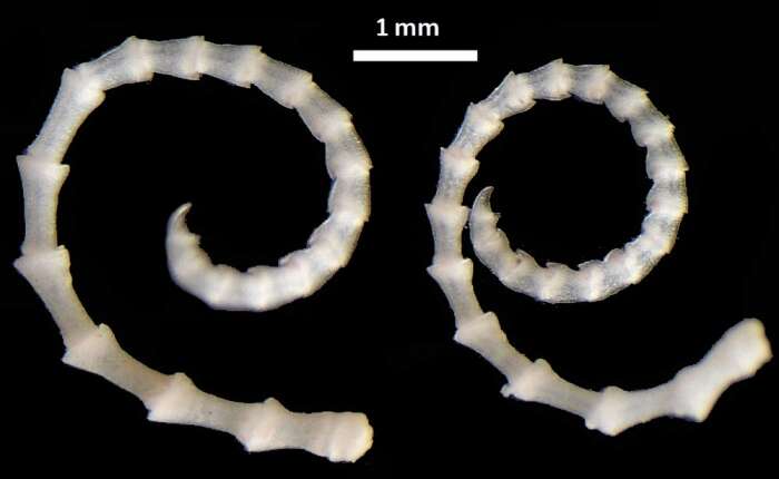 Image of Trichometra delicata AH Clark 1911