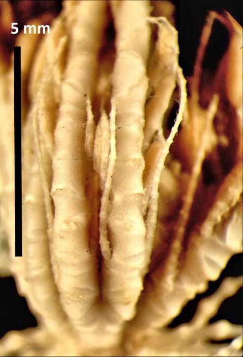 Sivun Trichometra delicata AH Clark 1911 kuva