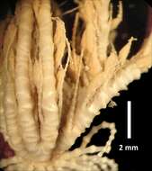 Sivun Trichometra delicata AH Clark 1911 kuva