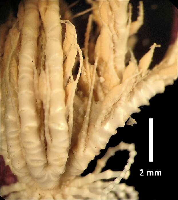 Sivun Trichometra delicata AH Clark 1911 kuva