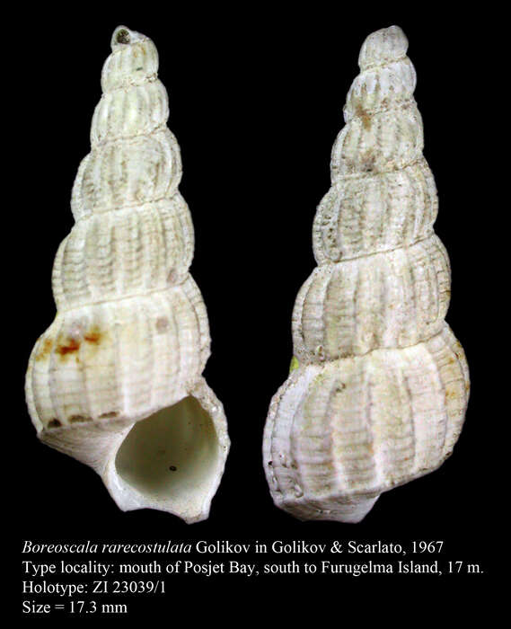 Image of Boreoscala rarecostulata Golikov ex Golikov & Scarlato 1967