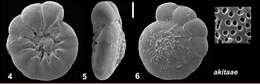 Image de Ammonia akitaae Hayward, Frenzel & Holzmann 2021 ex Hayward et al. 2021