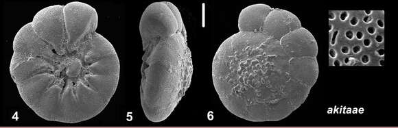 Ammonia akitaae Hayward, Frenzel & Holzmann 2021 ex Hayward et al. 2021 resmi