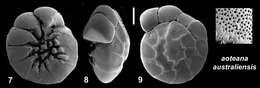 Ammonia aoteana subsp. australiensis Hayward & Holzmann 2021 resmi