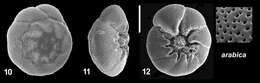 Image de Ammonia arabica Kaushik 2021 ex Hayward et al. 2021