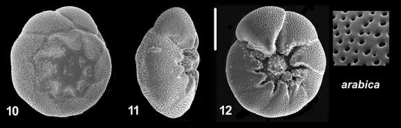 Image of Ammonia arabica Kaushik 2021 ex Hayward et al. 2021