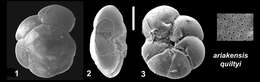 Ammonia ariakensis subsp. quiltyi Hayward & Holzmann 2021 ex Hayward et al. 2021 resmi