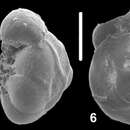 Image of Ammonia buzasi Hayward & Holzmann 2021 ex Hayward et al. 2021