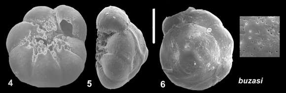 Image of Ammonia buzasi Hayward & Holzmann 2021 ex Hayward et al. 2021