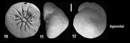 Image of Ammonia fajemilai Hayward & Holzmann 2021 ex Hayward et al. 2021