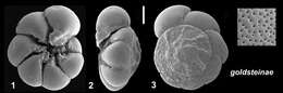 Image de Ammonia goldsteinae Hayward & Holzmann 2021 ex Hayward et al. 2021