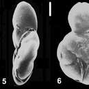 Image of Ammonia goodayi Hayward & Holzmann 2021 ex Hayward et al. 2021