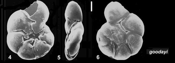 Image of Ammonia goodayi Hayward & Holzmann 2021 ex Hayward et al. 2021