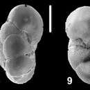 Image of Ammonia haigi Hayward & Holzmann 2021 ex Hayward et al. 2021