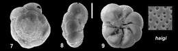 Image de Ammonia haigi Hayward & Holzmann 2021 ex Hayward et al. 2021