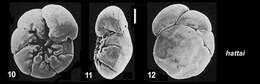 Image de Ammonia hattai Hayward & Holzmann 2021 ex Hayward et al. 2021