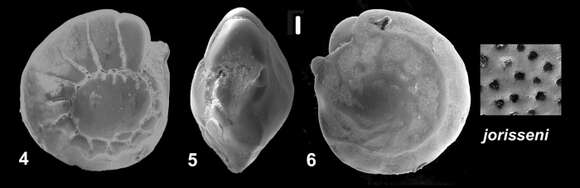 Image de Ammonia jorisseni Hayward, Holzmann & Renjaan 2021 ex Hayward et al. 2021