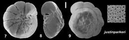 Ammonia justinparkeri Hayward & Holzmann 2021 ex Hayward et al. 2021 resmi