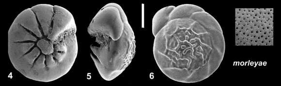 Image of Ammonia morleyae Hayward & Holzmann 2021 ex Hayward et al. 2021