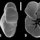 Image of Ammonia shchedrinae Hayward & Holzmann 2021 ex Hayward et al. 2021