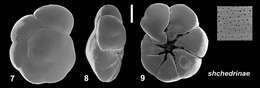 Image of Ammonia shchedrinae Hayward & Holzmann 2021 ex Hayward et al. 2021