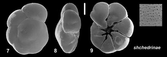 Image of Ammonia shchedrinae Hayward & Holzmann 2021 ex Hayward et al. 2021