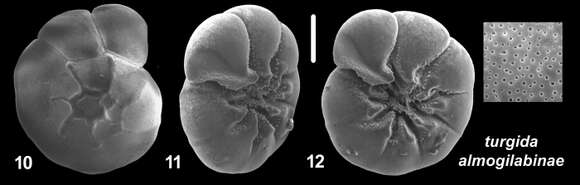 Image of Ammonia turgida subsp. almogilabinae Hayward & Holzmann 2021 ex Hayward et al. 2021