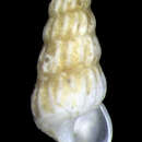 Image of Embrionalia embrionalis Golikov 1988