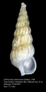 Image of Embrionalia embrionalis Golikov 1988