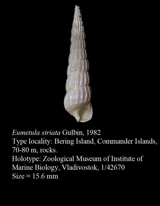 Image of Eumetula striata Gulbin 1982
