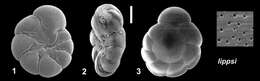 Слика од Acarotrochus lippsi Hayward & Holzmann 2021 ex Hayward et al. 2021