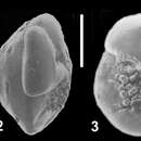 Image of Pseudoeponides hottingeri Hayward & Holzmann 2021 ex Hayward et al. 2021