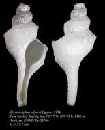 Image of Abyssotrophon edzoevi Egorov 1994