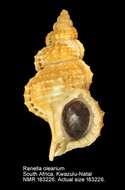 Image of giant frogsnail