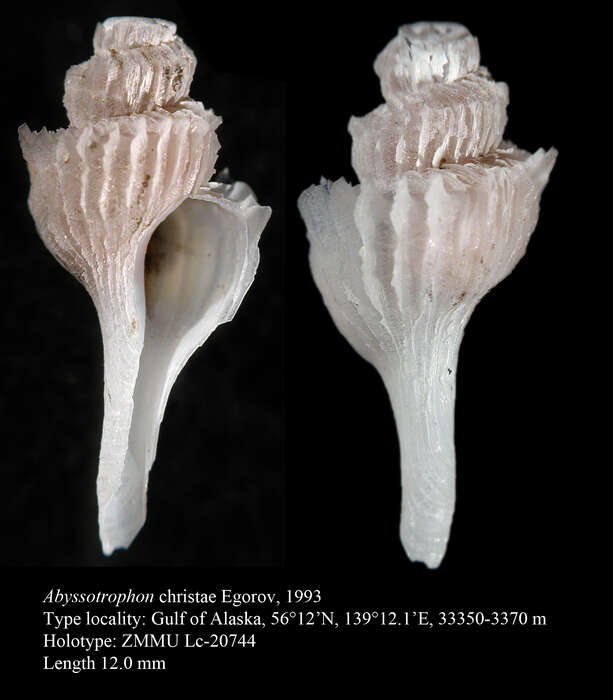 Image de Abyssotrophon christae Egorov 1993