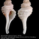 Image of Abyssotrophon ruthenicus Egorov 1993