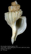 صورة Boreotrophon trophonis Egorov 1993