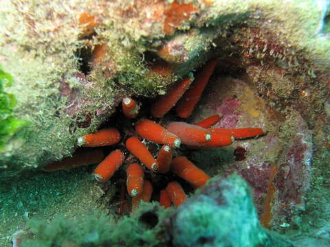 Image of Clathria (Microciona) aculeofila Aguirre, Hooker, Willenz & Hajdu 2011