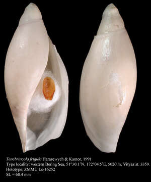 Image of Tenebrincola frigida Harasewych & Kantor 1991