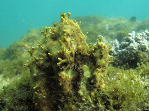 Image of Aplysina solangeae Pinheiro, Hajdu & Custódio 2007