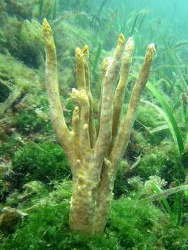 Image of staghorn sponge
