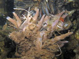 Image of Haliclona (Rhizoniera) curacaoensis (van Soest 1980)