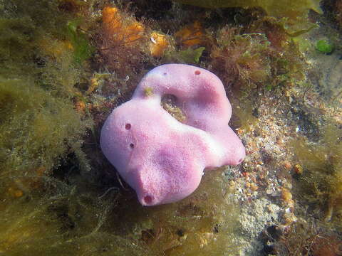 Image of Pachychalina tenera Thiele 1905