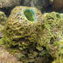 Image of Verongula reiswigi Alcolado 1984