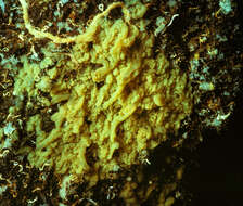 Image of Oscarella microlobata Muricy, Boury-Esnault, Bézac & Vacelet 1996