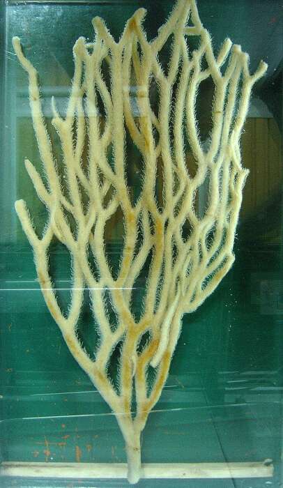 Image of <i>Asbestopluma magnifica</i>