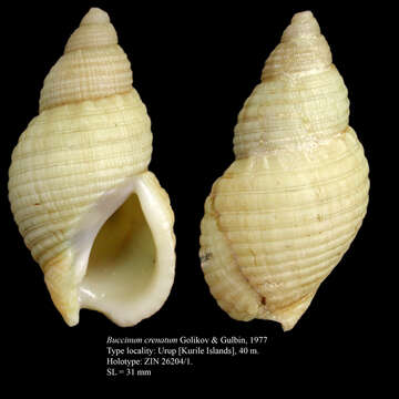 Image of Buccinum crenatum Golikov & Gulbin 1977