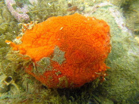 Image of Clathria (Microciona) saoensis Gastaldi, De Paula, Narvarte, Lôbo-Hajdu & Hajdu 2018